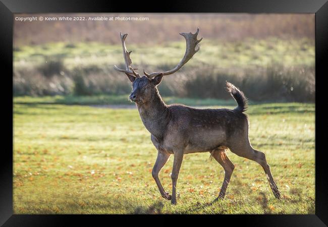 Stag on the run Framed Print by Kevin White