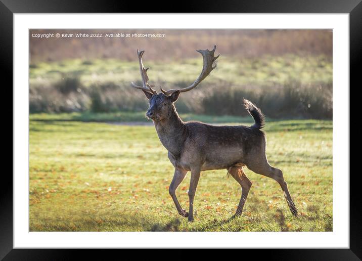 Stag on the run Framed Mounted Print by Kevin White
