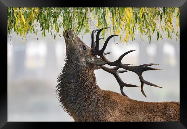Red deer stag feeding from weeping willow tree Framed Print by Kevin White