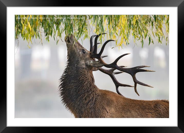 Red deer stag feeding from weeping willow tree Framed Mounted Print by Kevin White