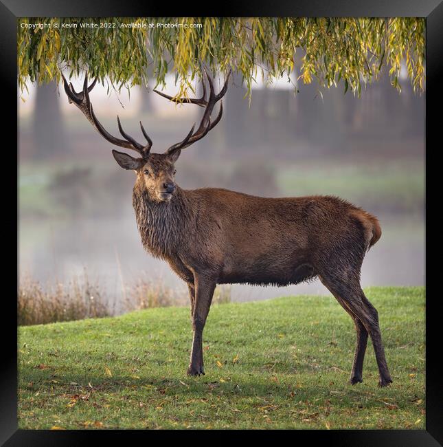 Portrait of a male Red Deer Framed Print by Kevin White