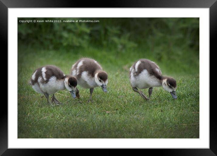 Cute Egyptian goslings Framed Mounted Print by Kevin White