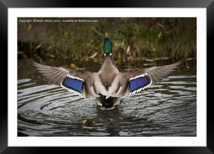 Mallard impressive wingspan Framed Mounted Print by Kevin White