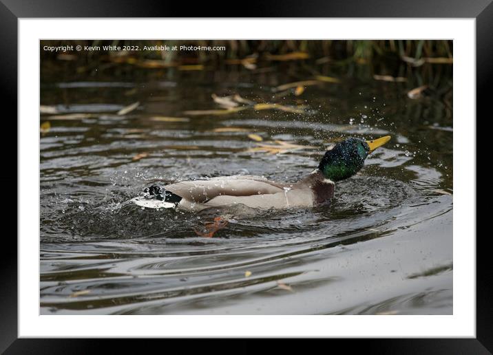 Mallard duck in a hurry Framed Mounted Print by Kevin White