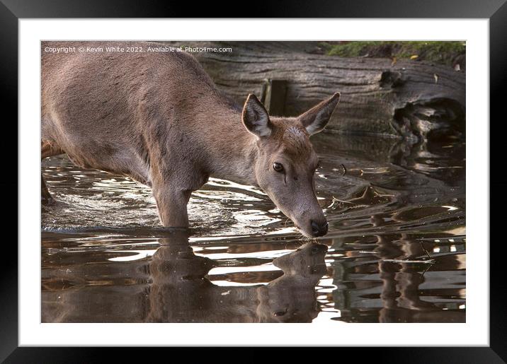 Doe deer testing the water Framed Mounted Print by Kevin White