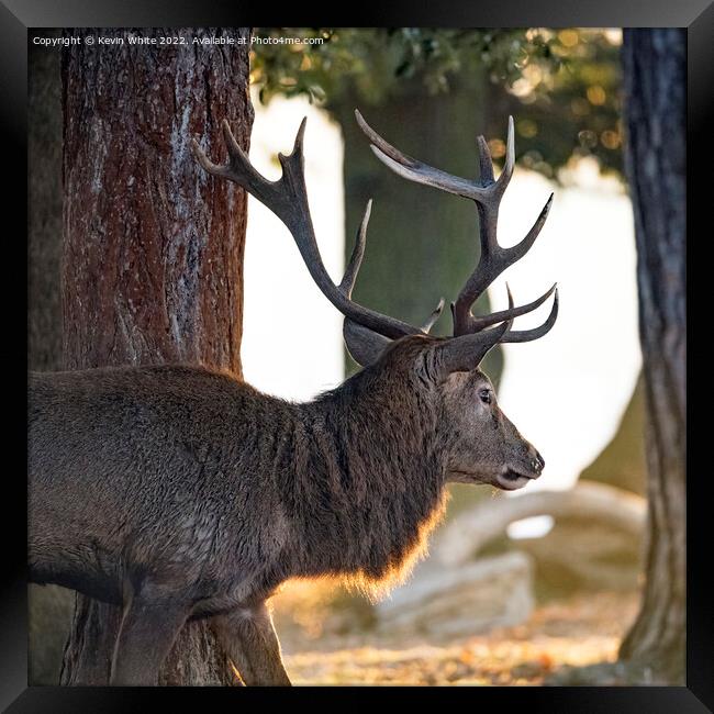 Stag catching the rising sunshine Framed Print by Kevin White