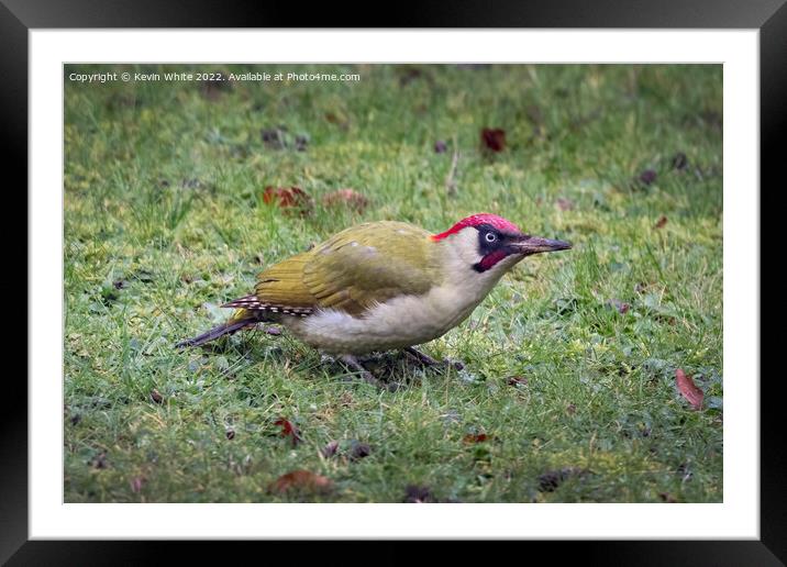 Green woodpecker on Christmas day Framed Mounted Print by Kevin White