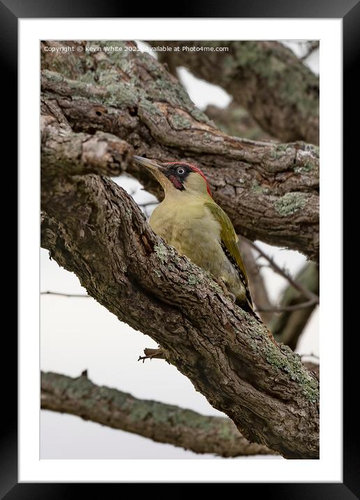 Green woodpecker resting in a tree Framed Mounted Print by Kevin White