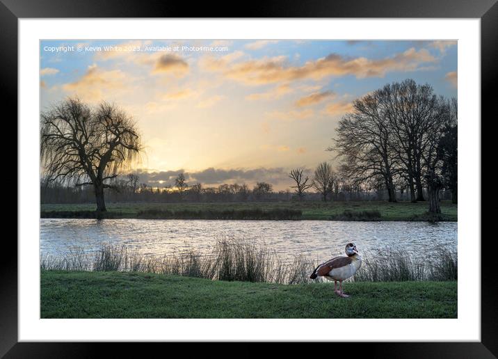 Egyptian goose and sunrise Framed Mounted Print by Kevin White