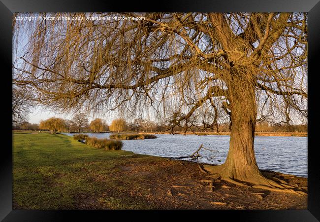 Grand old weeping willow tree catches the morning winter sun Framed Print by Kevin White