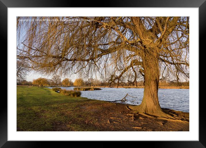 Grand old weeping willow tree catches the morning winter sun Framed Mounted Print by Kevin White