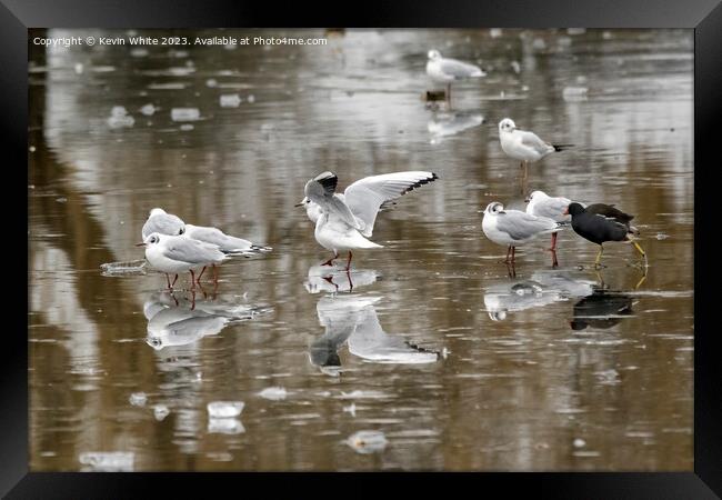 Moorhen and Seagulls on thin ice Framed Print by Kevin White