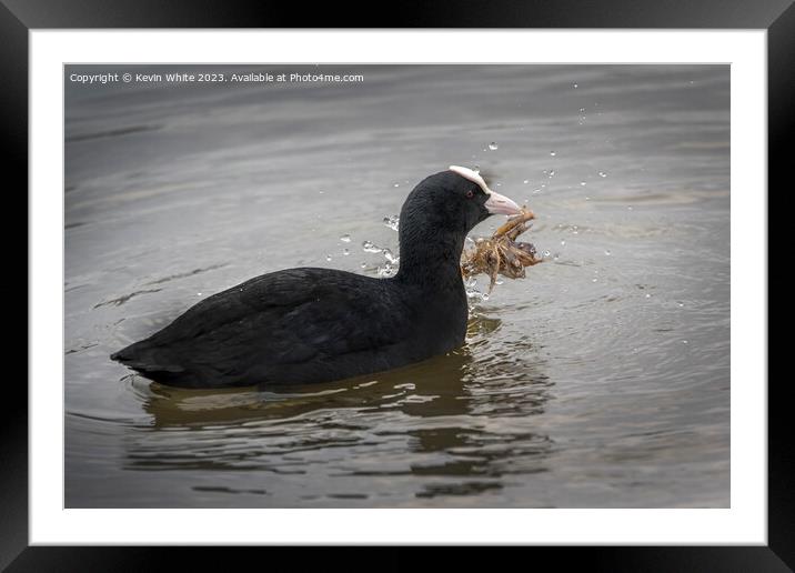 Coot harvesting nesting material Framed Mounted Print by Kevin White