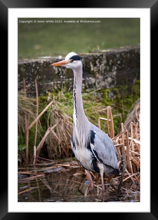 Grey Heron on the lookout for food Framed Mounted Print by Kevin White