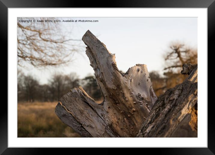 Rugged dead tree stump Framed Mounted Print by Kevin White