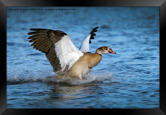 The goose has landed Framed Print by Kevin White