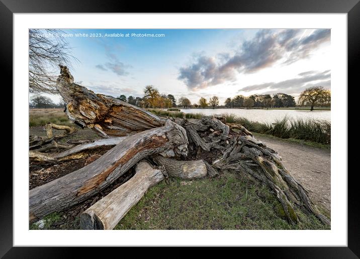 Death of a tree Framed Mounted Print by Kevin White
