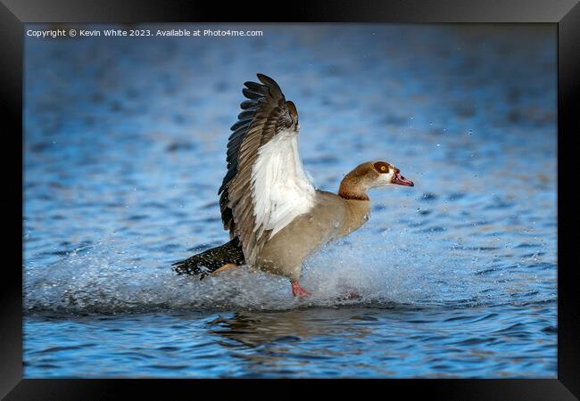Egyptian goose landing with a splash Framed Print by Kevin White