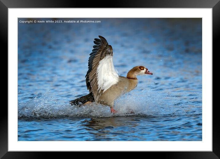 Egyptian goose landing with a splash Framed Mounted Print by Kevin White