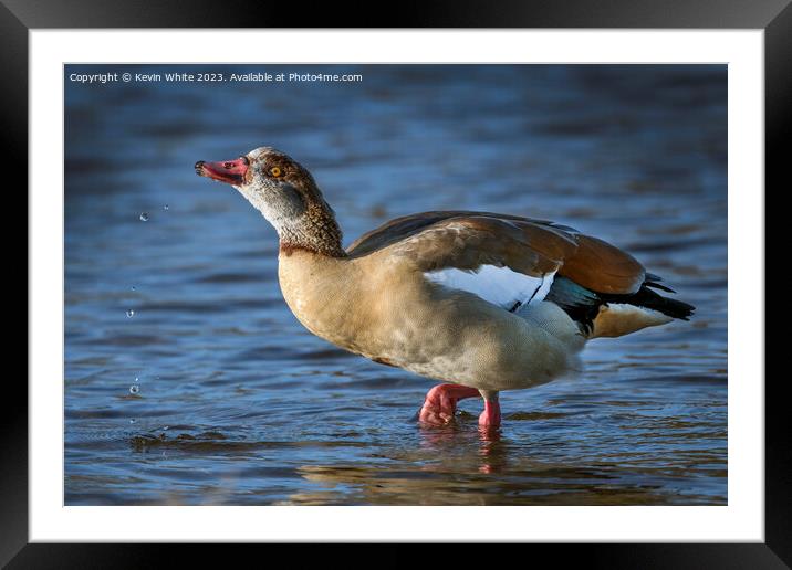 Egyptian goose playing with water Framed Mounted Print by Kevin White