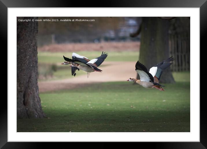Flying through the park Framed Mounted Print by Kevin White