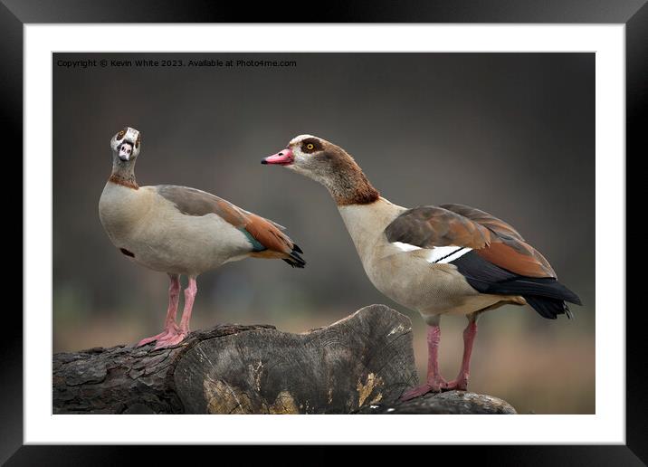 Male and Female Egyptian geese sitting on old log Framed Mounted Print by Kevin White
