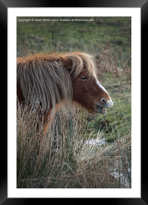 Portrait of a Dartmoor Pony Framed Mounted Print by Kevin White
