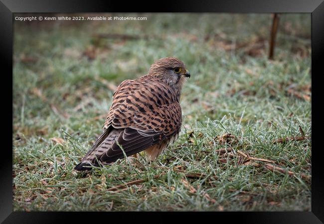 Female Common Kestrel on the ground Framed Print by Kevin White