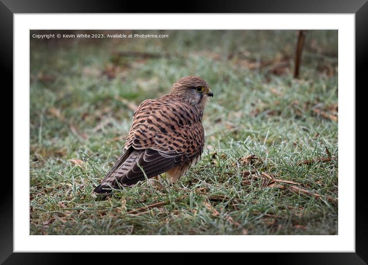 Female Common Kestrel on the ground Framed Mounted Print by Kevin White