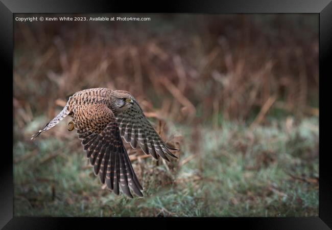 Common Kestrel flying low to ground Framed Print by Kevin White