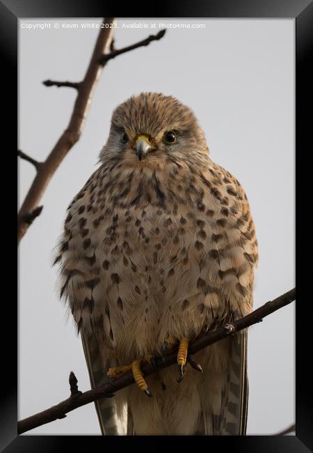 Portrait of a Common Kestrel Framed Print by Kevin White