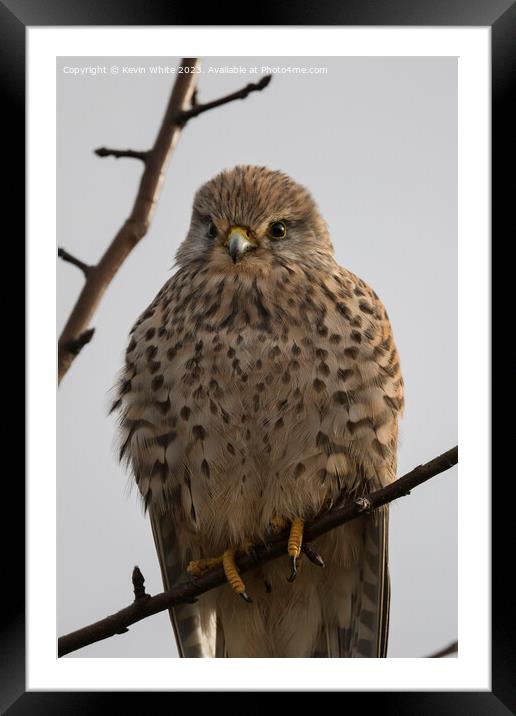 Portrait of a Common Kestrel Framed Mounted Print by Kevin White