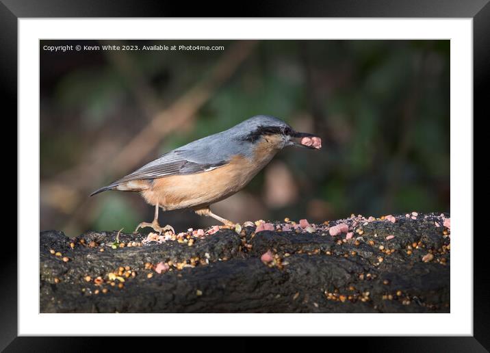 Nuthatch feeding at nature reserve Warnham in Southern England Framed Mounted Print by Kevin White