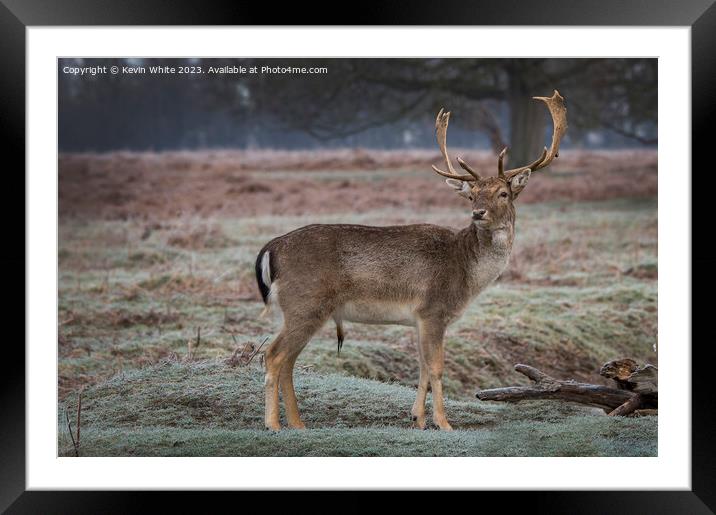 Young stag has spotted a female deer Framed Mounted Print by Kevin White