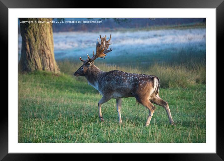 Rutting stag in search of a female Framed Mounted Print by Kevin White