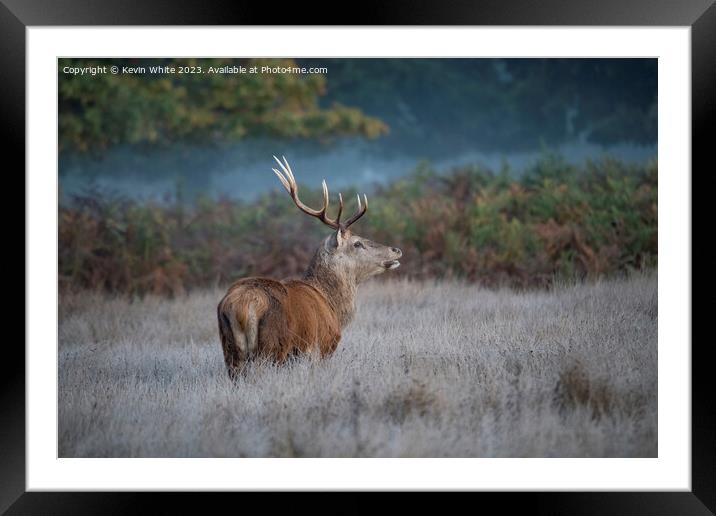 Looking for a mate Framed Mounted Print by Kevin White