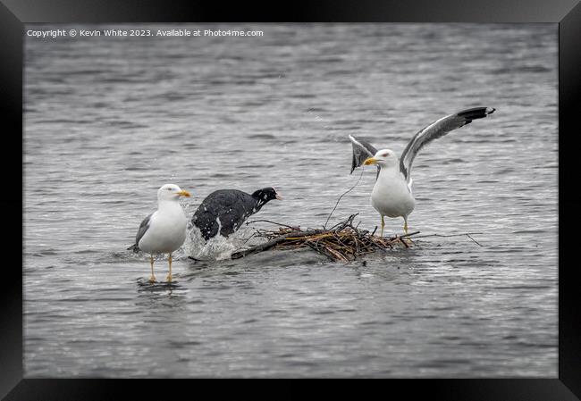 Coot defending her nest against the invaders Framed Print by Kevin White