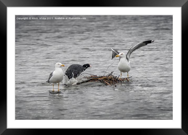 Coot defending her nest against the invaders Framed Mounted Print by Kevin White