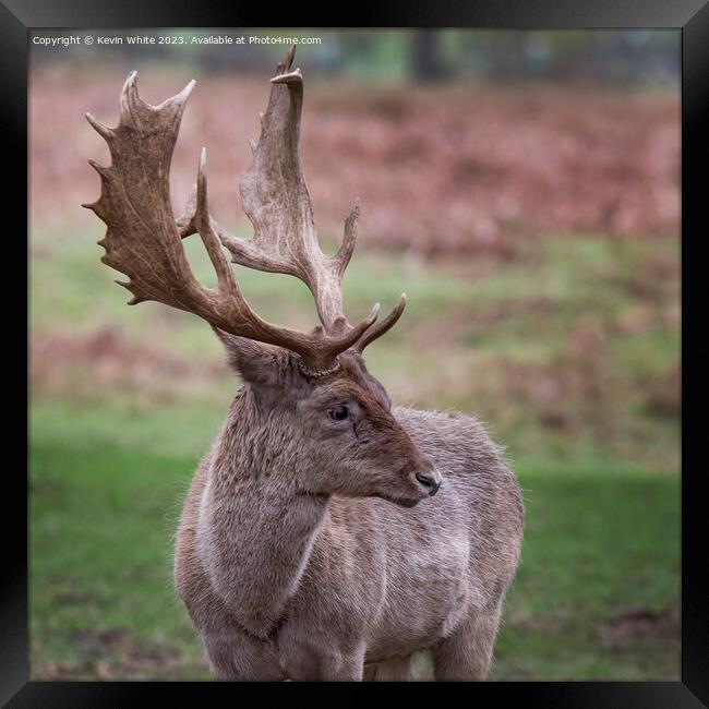 Fallow deer thinking what a good set of antlers I have Framed Print by Kevin White