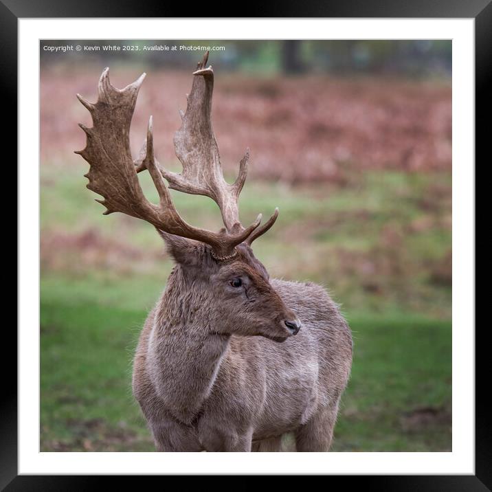Fallow deer thinking what a good set of antlers I have Framed Mounted Print by Kevin White