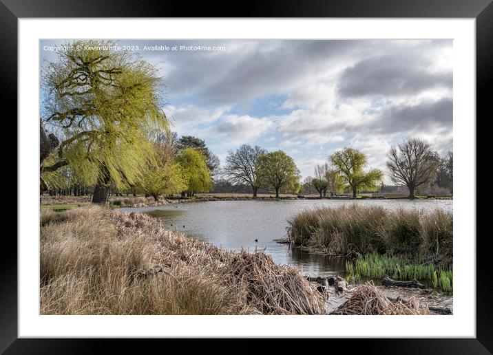 Weeping willow tree coming back to life in spring Framed Mounted Print by Kevin White