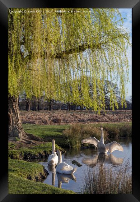 Family of Mute swans Framed Print by Kevin White