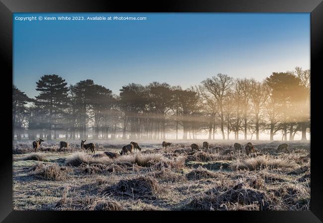 Herd of deer as the sun rises Framed Print by Kevin White
