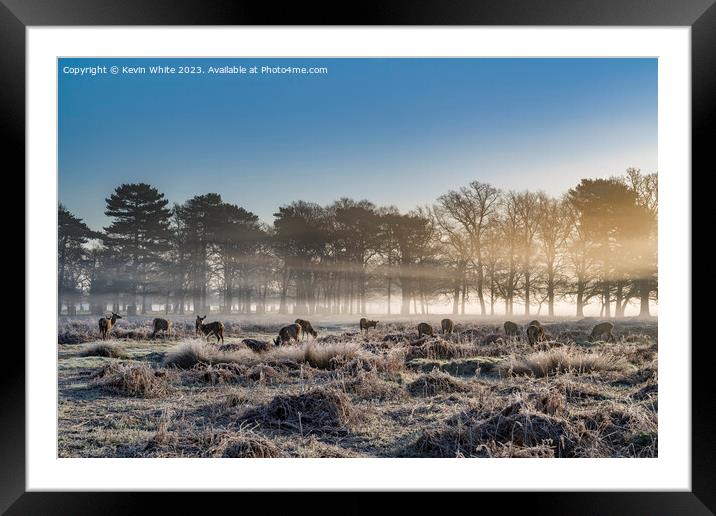 Herd of deer as the sun rises Framed Mounted Print by Kevin White