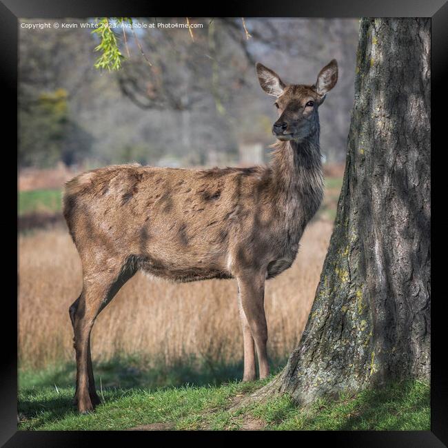 Molting deer in the springtime Framed Print by Kevin White