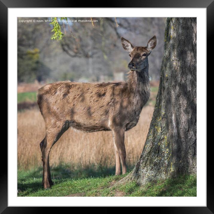 Molting deer in the springtime Framed Mounted Print by Kevin White