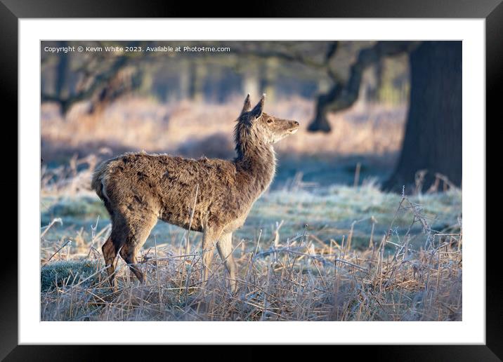 Doe sniffing air in spring for a mate Framed Mounted Print by Kevin White