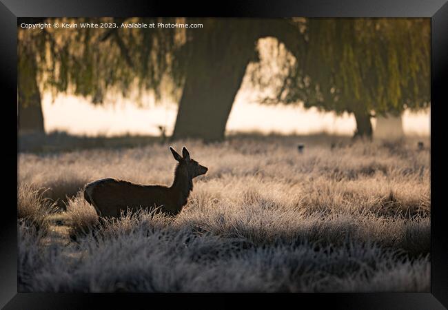 silhouette of female deer at sunrise Framed Print by Kevin White
