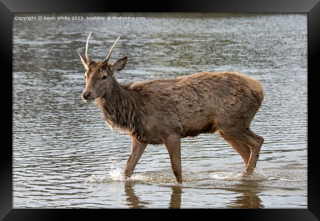 Deer getting wet in local pond Framed Print by Kevin White