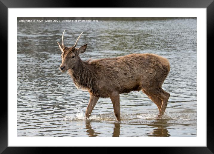 Deer getting wet in local pond Framed Mounted Print by Kevin White